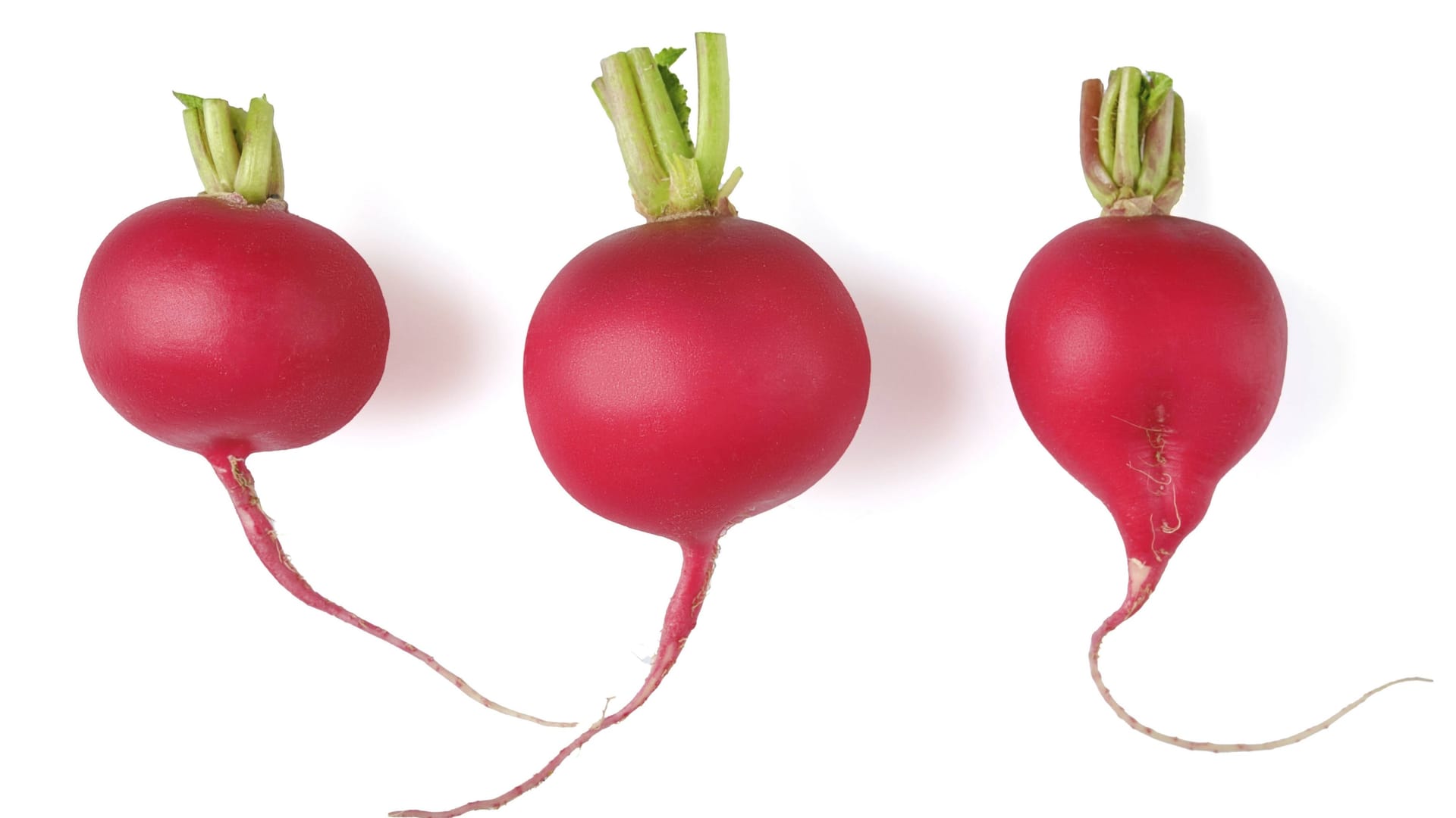 Drei frische rote Radieschen (Symbolbild): Angeblich nur ein einziges soll die Frau im Supermarkt vom Boden aufgehoben und gegessen haben.