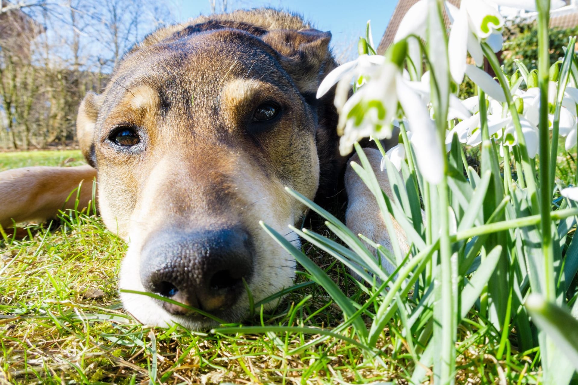 Hund liegt im Frühling auf einer Wiese neben Schneeglöckchen