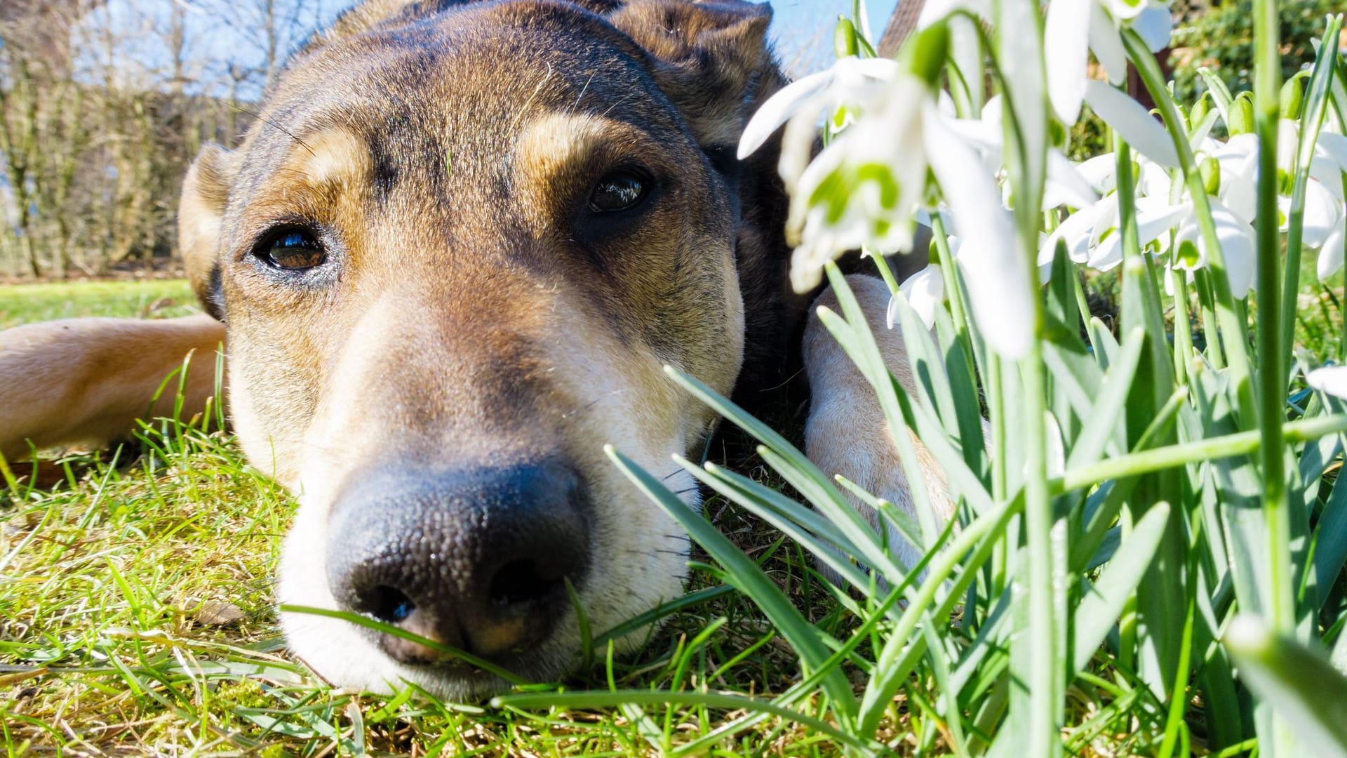 Hund liegt im Frühling auf einer Wiese neben Schneeglöckchen