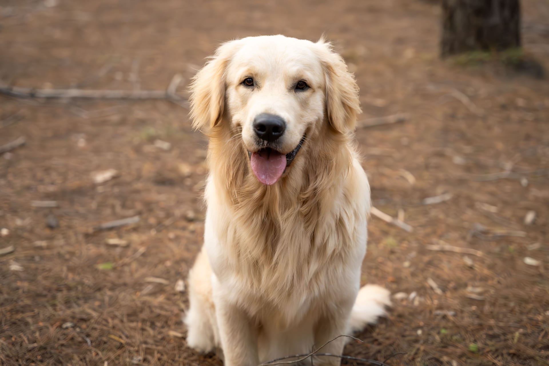 Golden retriever sitting in a forest