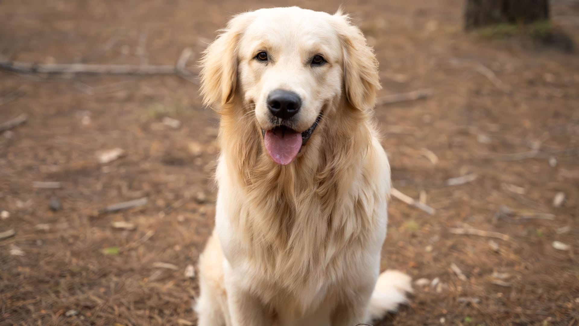 Golden retriever sitting in a forest