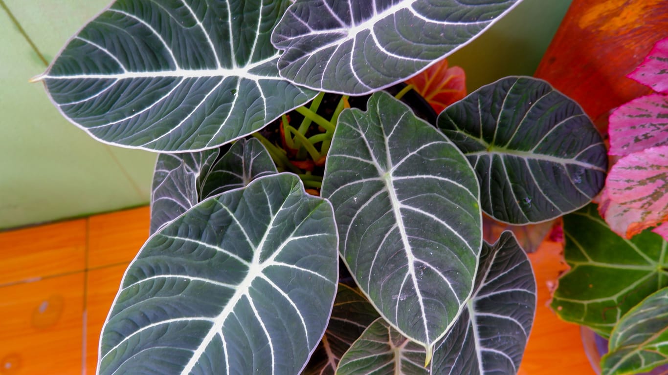 Alocasia Polly PflegeTipps Was zu beachten ist