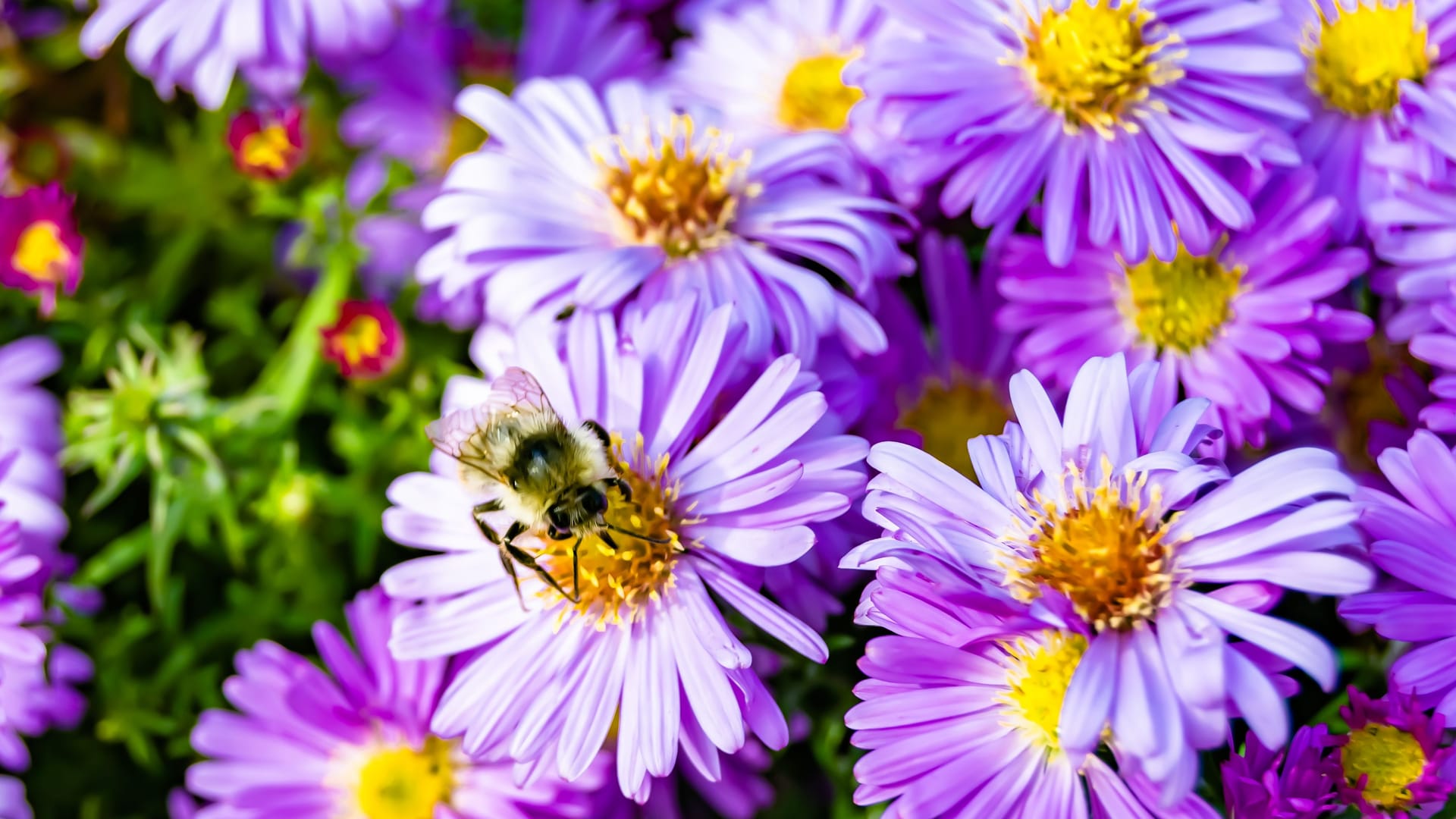 Eine Biene sitzt auf einer Blume