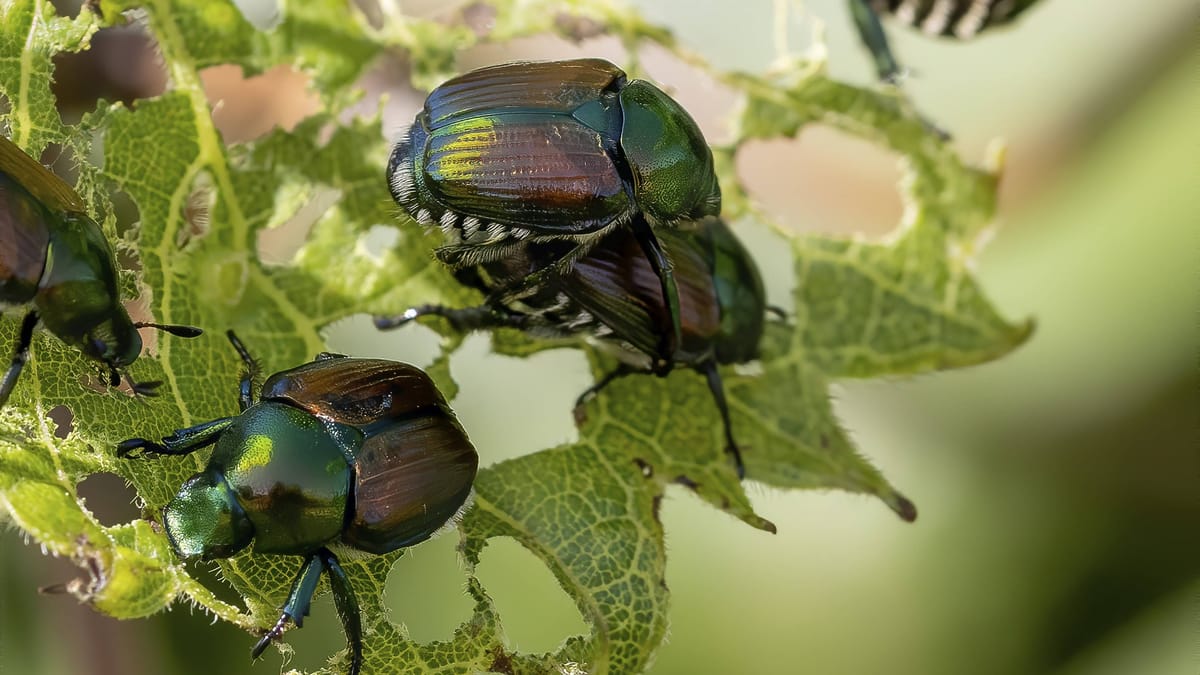 Schädlinge im Garten Auf diese Insekten müssen Sie sich 2025 einstellen