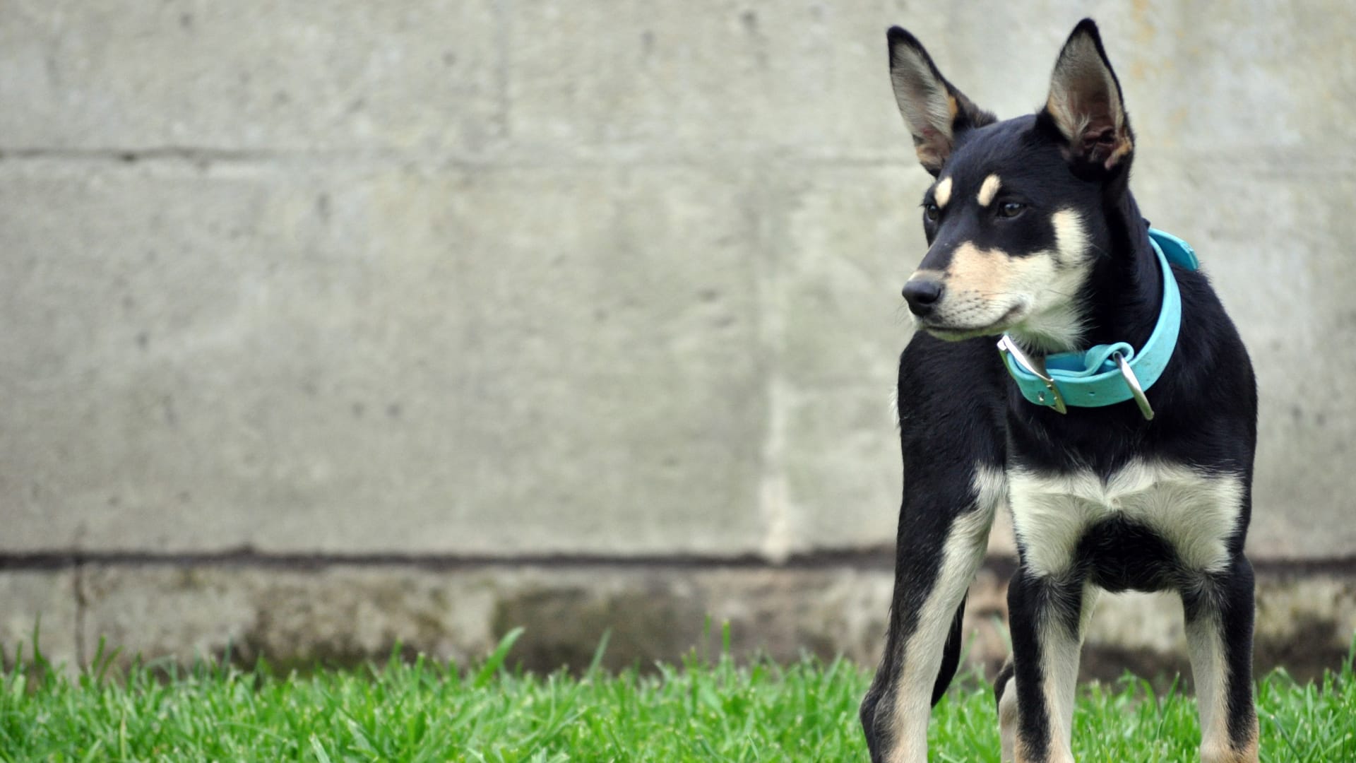 Ein Australian Kelpie (Symbolbild): Die Knieprobleme bereiten große Schmerzen.