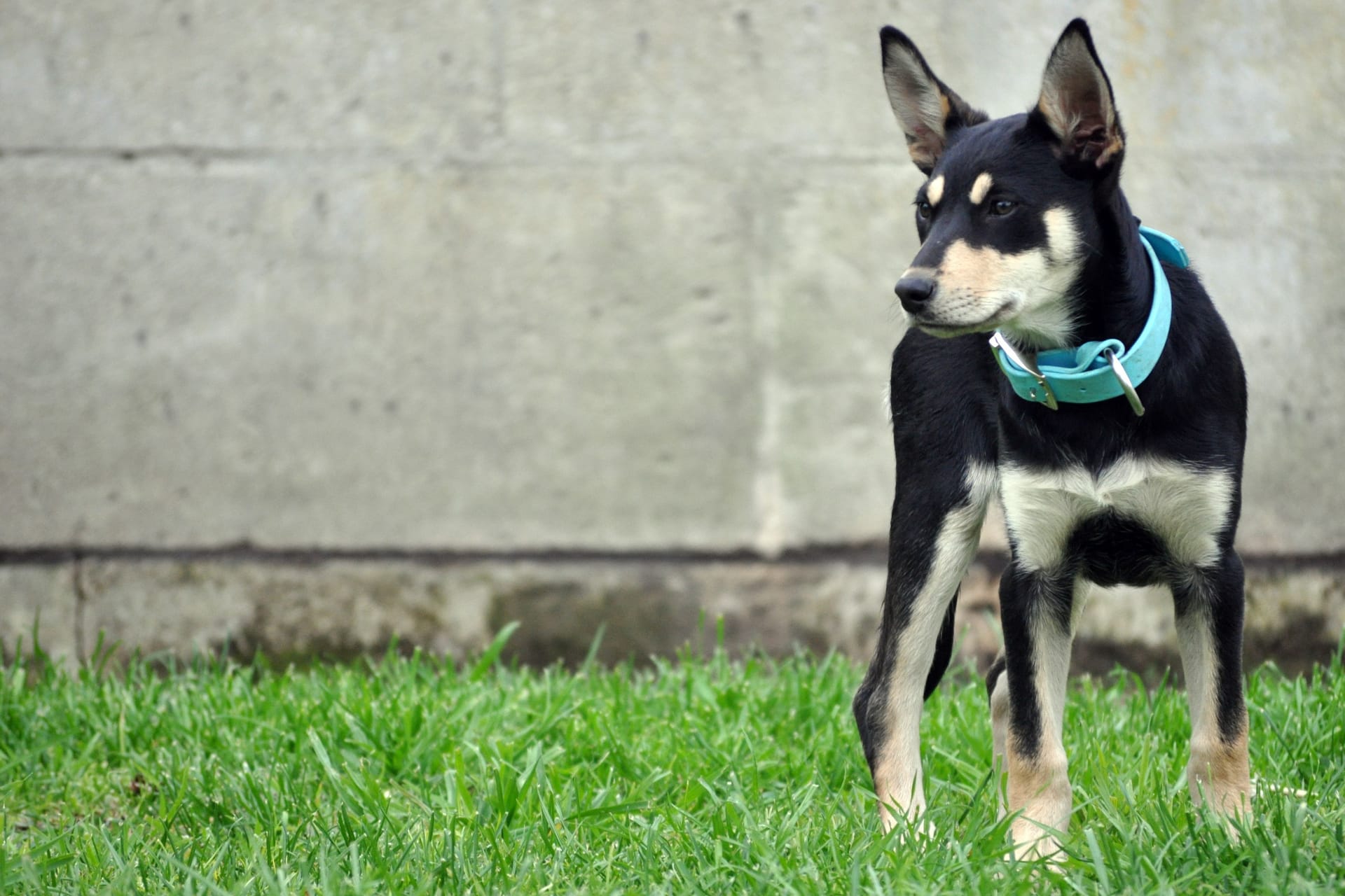 Ein Australian Kelpie (Symbolbild): Die Knieprobleme bereiten große Schmerzen.