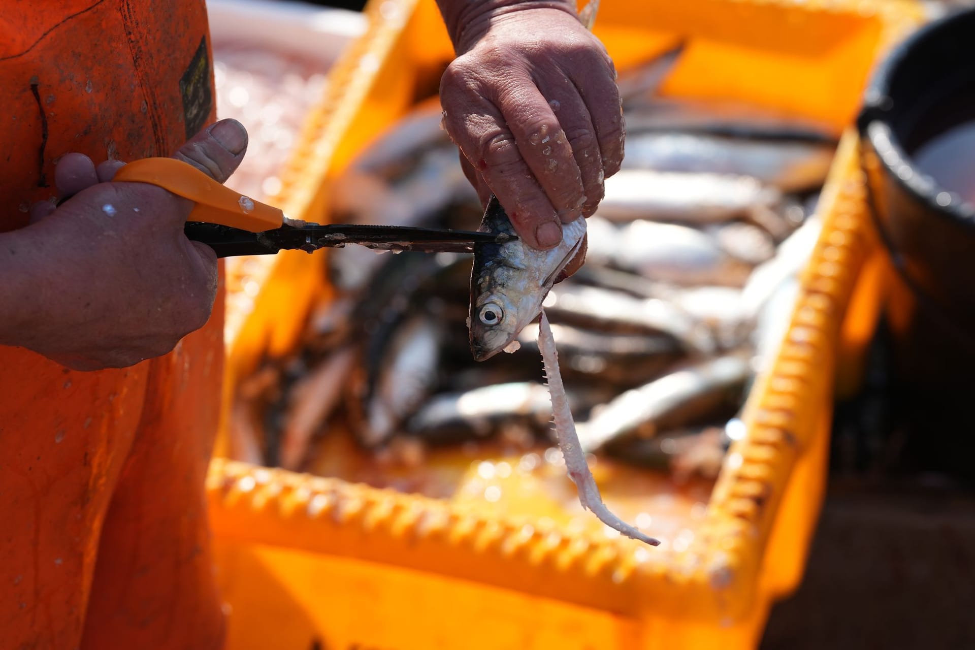 Fischer im Fischereihafen