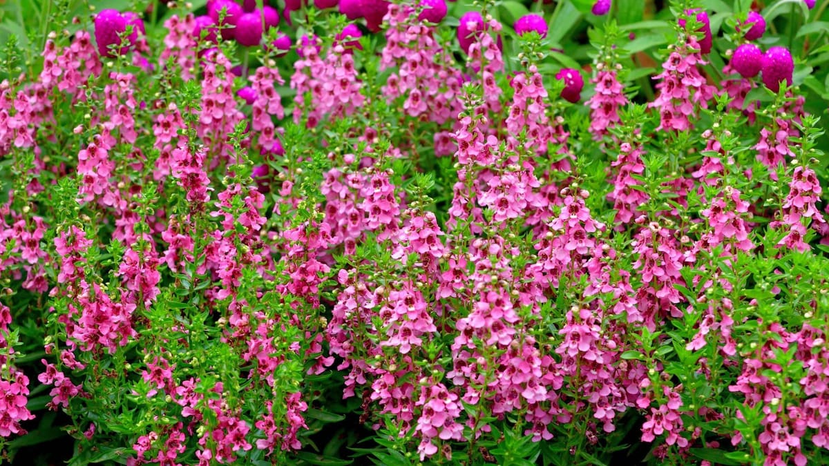 Angelonia ve gizli dikim ortakları