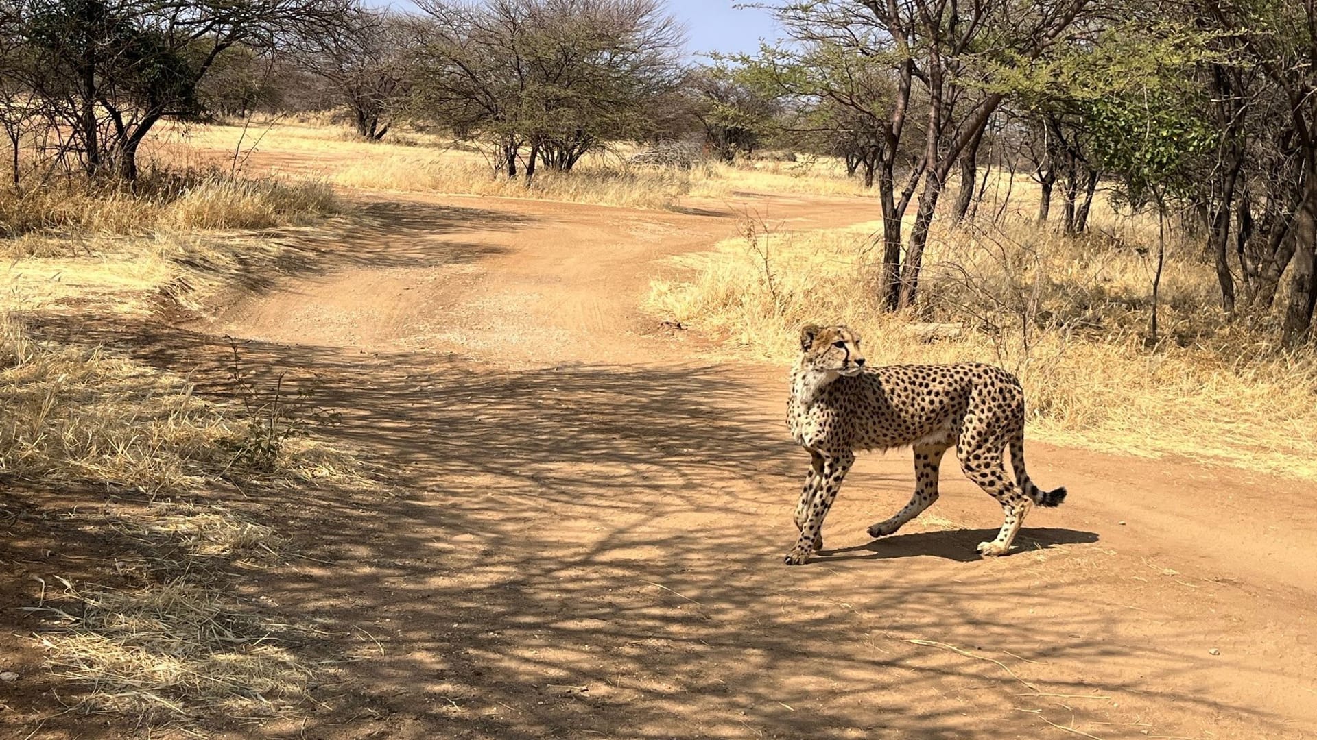 Gepard in Namibia