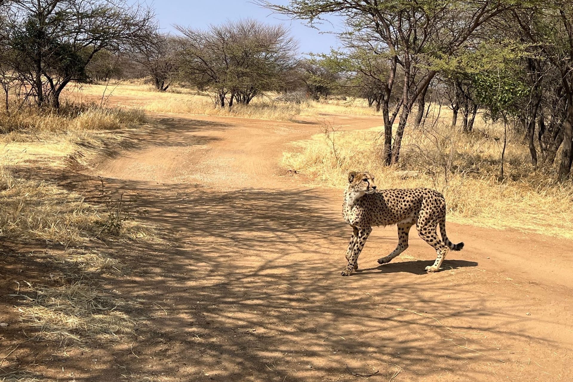 Gepard in Namibia