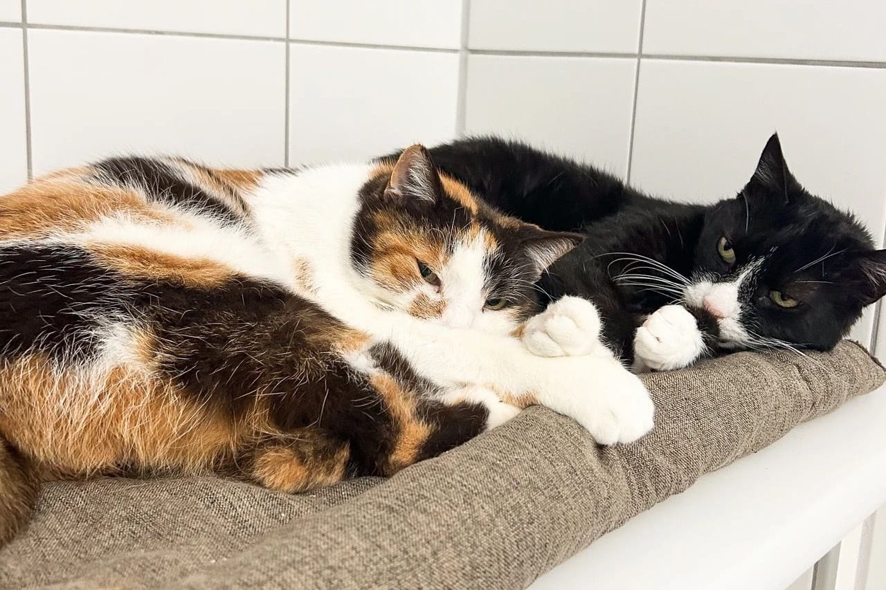 Micky und Carlos im Tierheim Salzgitter: Sie suchen ein ruhiges Zuhause.