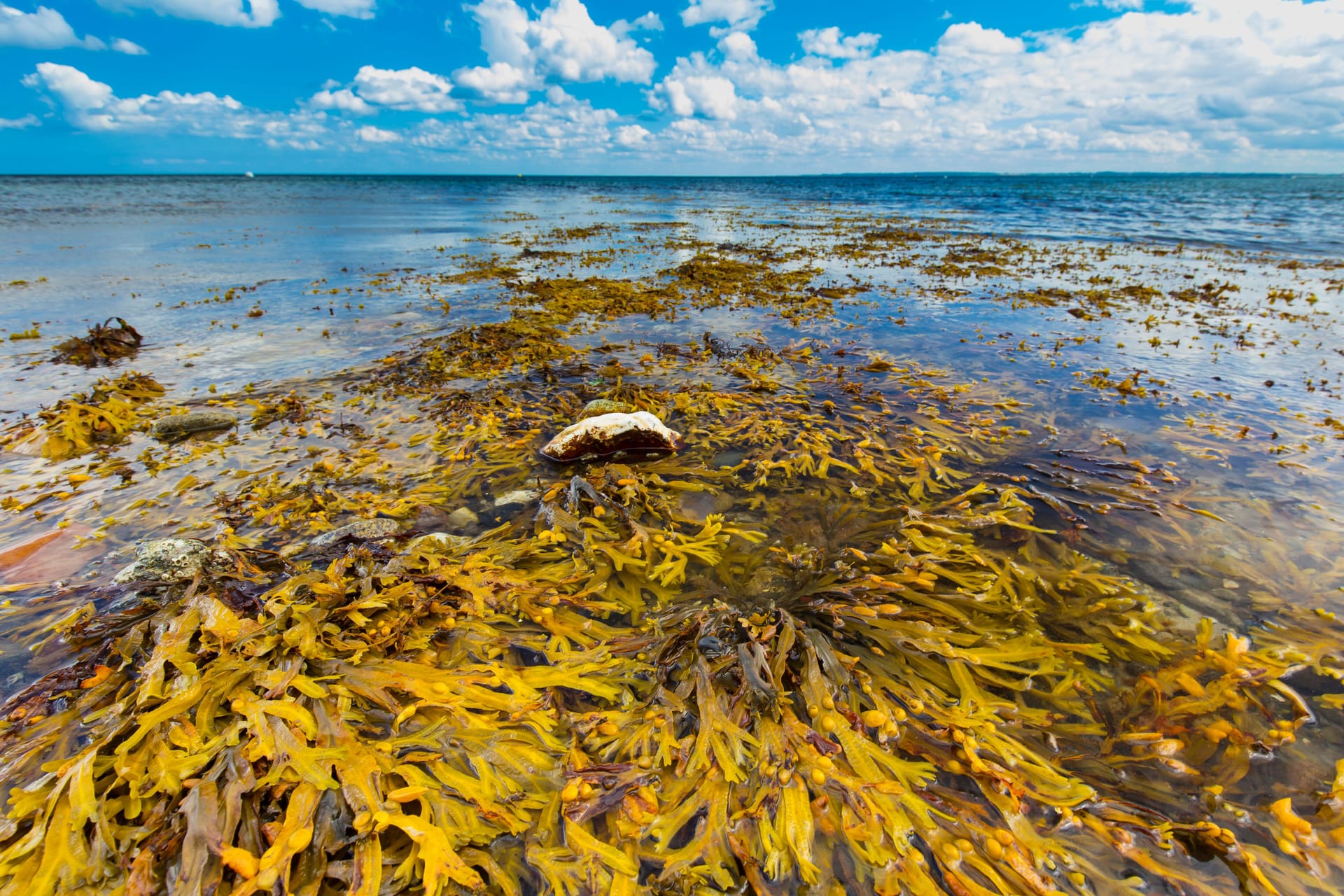 Blasentang in der Ostsee: Die Algen wachsen sowohl an der Wasseroberfläche als auch in Tiefen bis zu zehn Metern.