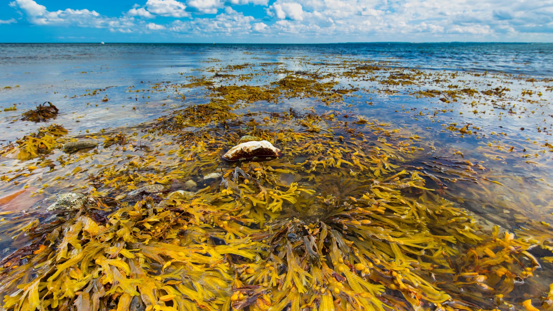 Blasentang in der Ostsee: Die Algen wachsen sowohl an der Wasseroberfläche als auch in Tiefen bis zu zehn Metern.