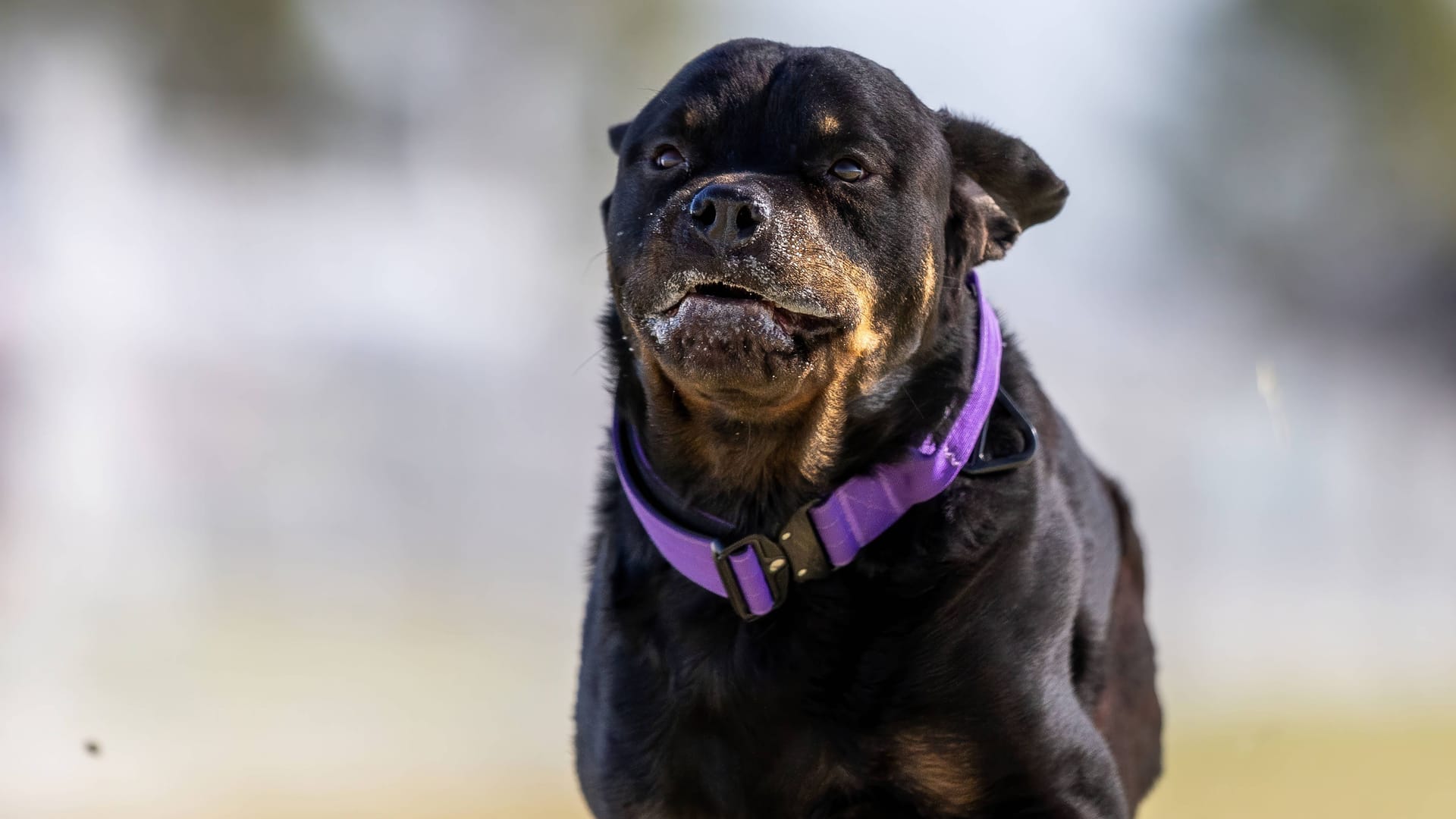 Rottweiler (Symbolbild): Eine Hündin landete im Tierheim, weil sie bei ihrem Halter nicht ausreichend versorgt wurde.