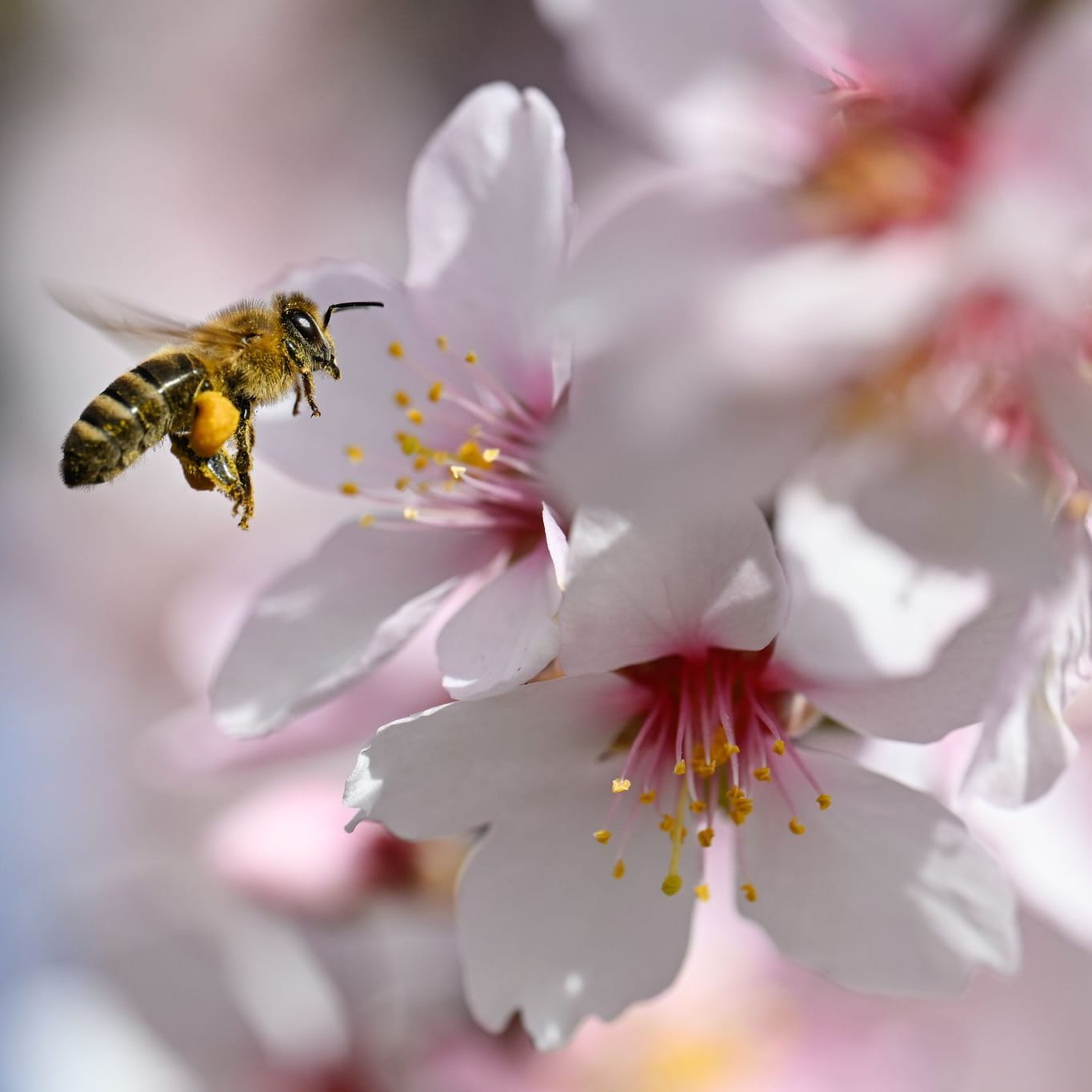 Mandelblüte in der Pfalz