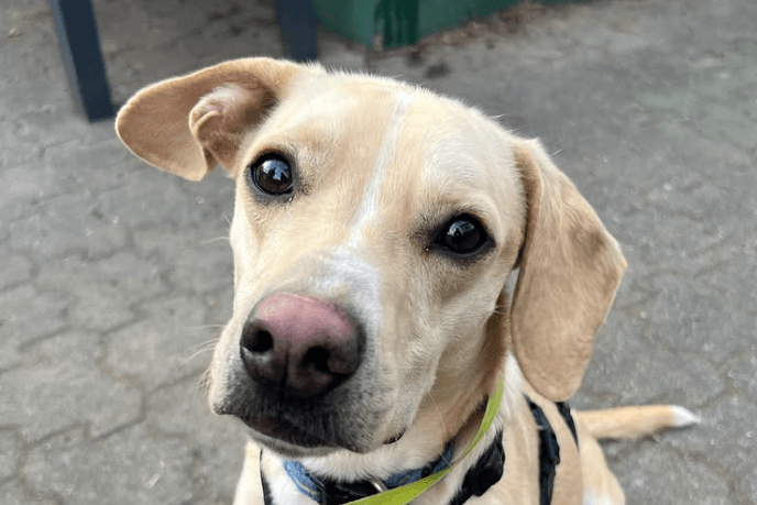 Hund Berti wurde verwahrlost auf einem Schrottplatz gefunden: Nun sucht er ein neues Zuhause.