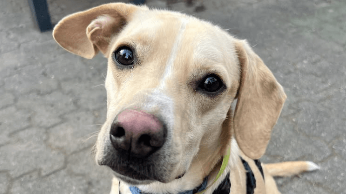 Hund Berti wurde verwahrlost auf einem Schrottplatz gefunden: Nun sucht er ein neues Zuhause.