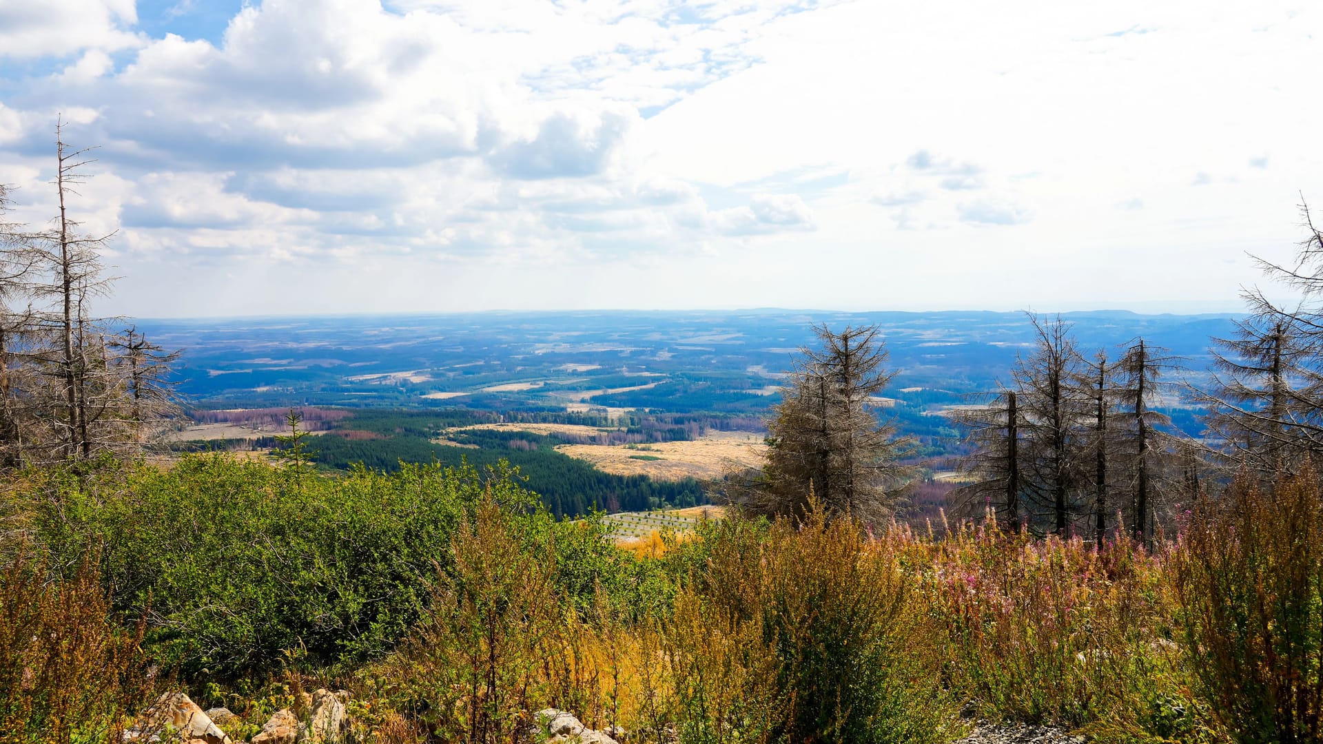 Blick vorm Wurmberg: Wer die Natur mag, kommt in Braunlage auf seine Kosten.