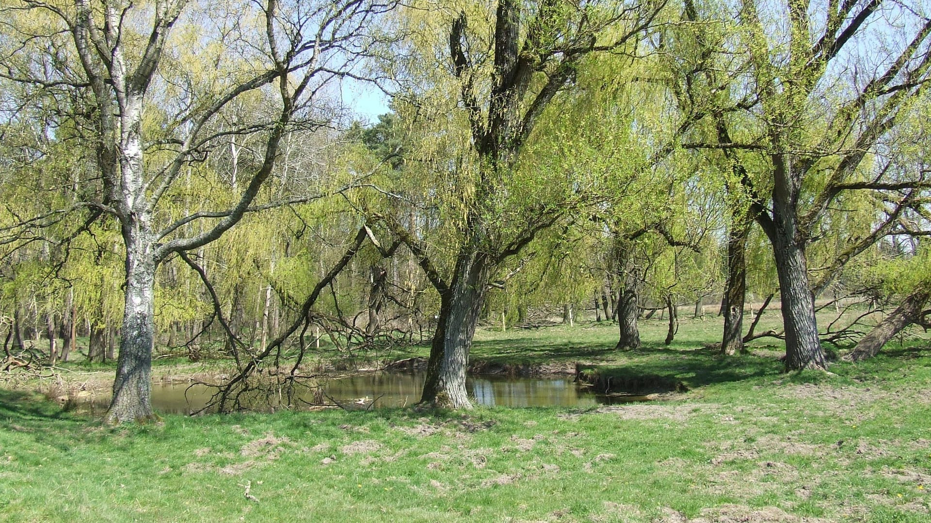 Die Wentorfer Lohe: Ein Naturparadies mit Wasserstellen und Rückzugsraum für viele Tierarten.