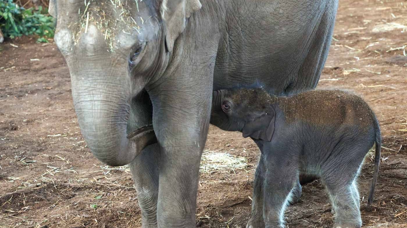 Noch bleibt das Jungtier nah bei Mutter Marlar: Das Elefantenbaby wurde am frühen Freitagmorgen geboren.