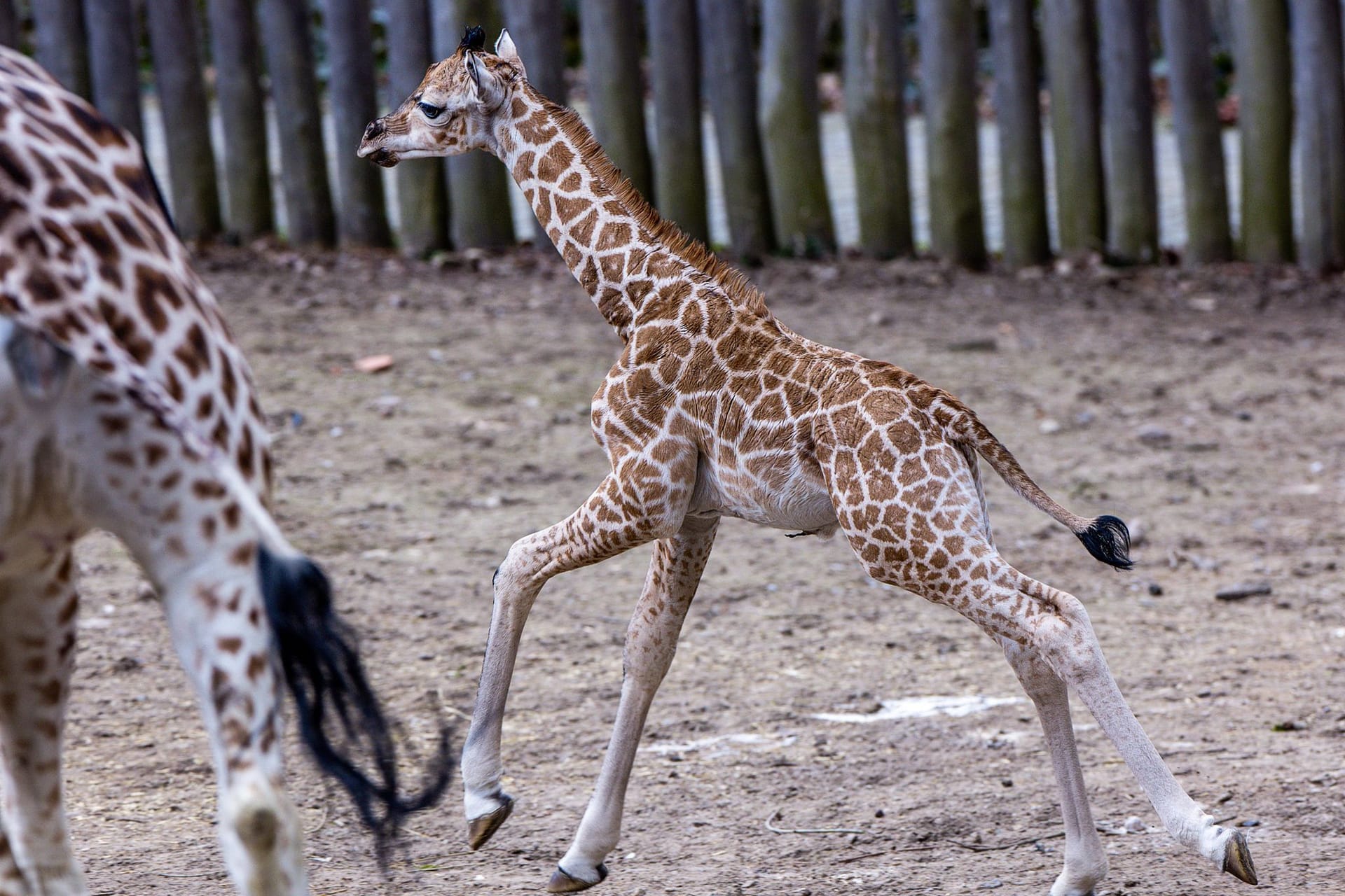 Giraffenbulle "Mojo" erkundet springt in der Außenanlage der Schweiner Zoos herum.