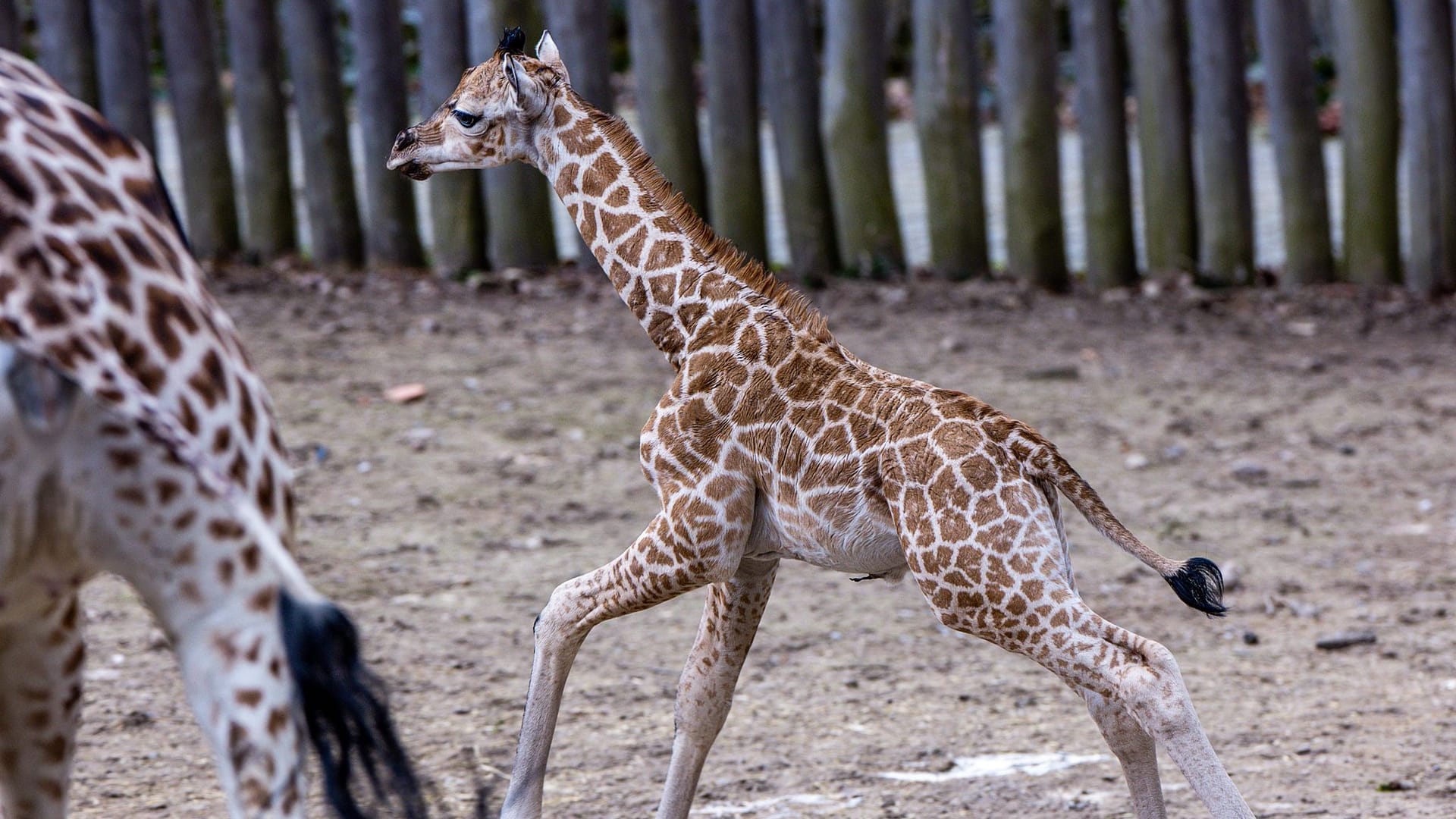 Giraffenbulle "Mojo" erkundet springt in der Außenanlage der Schweiner Zoos herum.