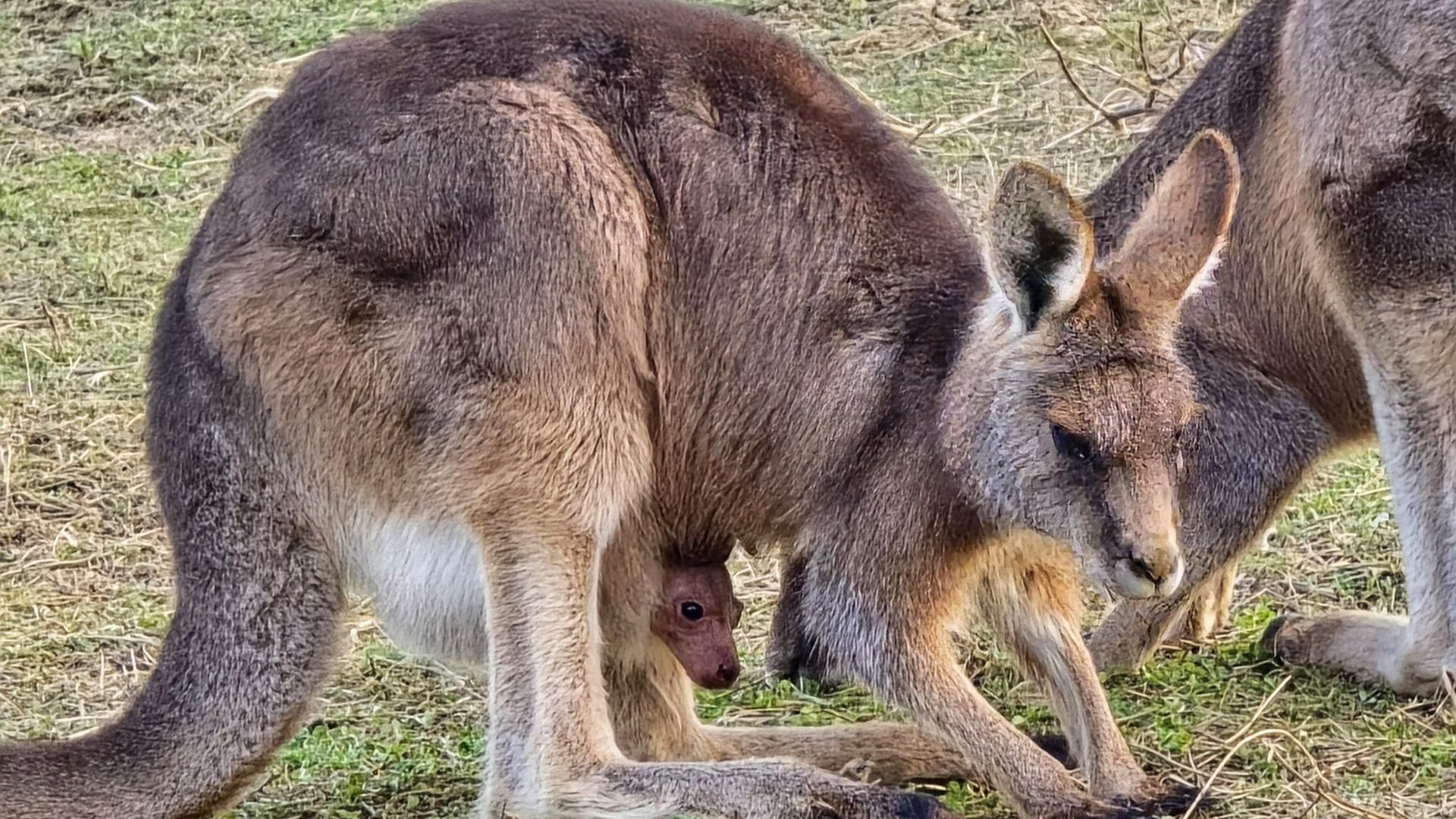 Nachwuchs bei Riesenkängurus in der Wilhelma