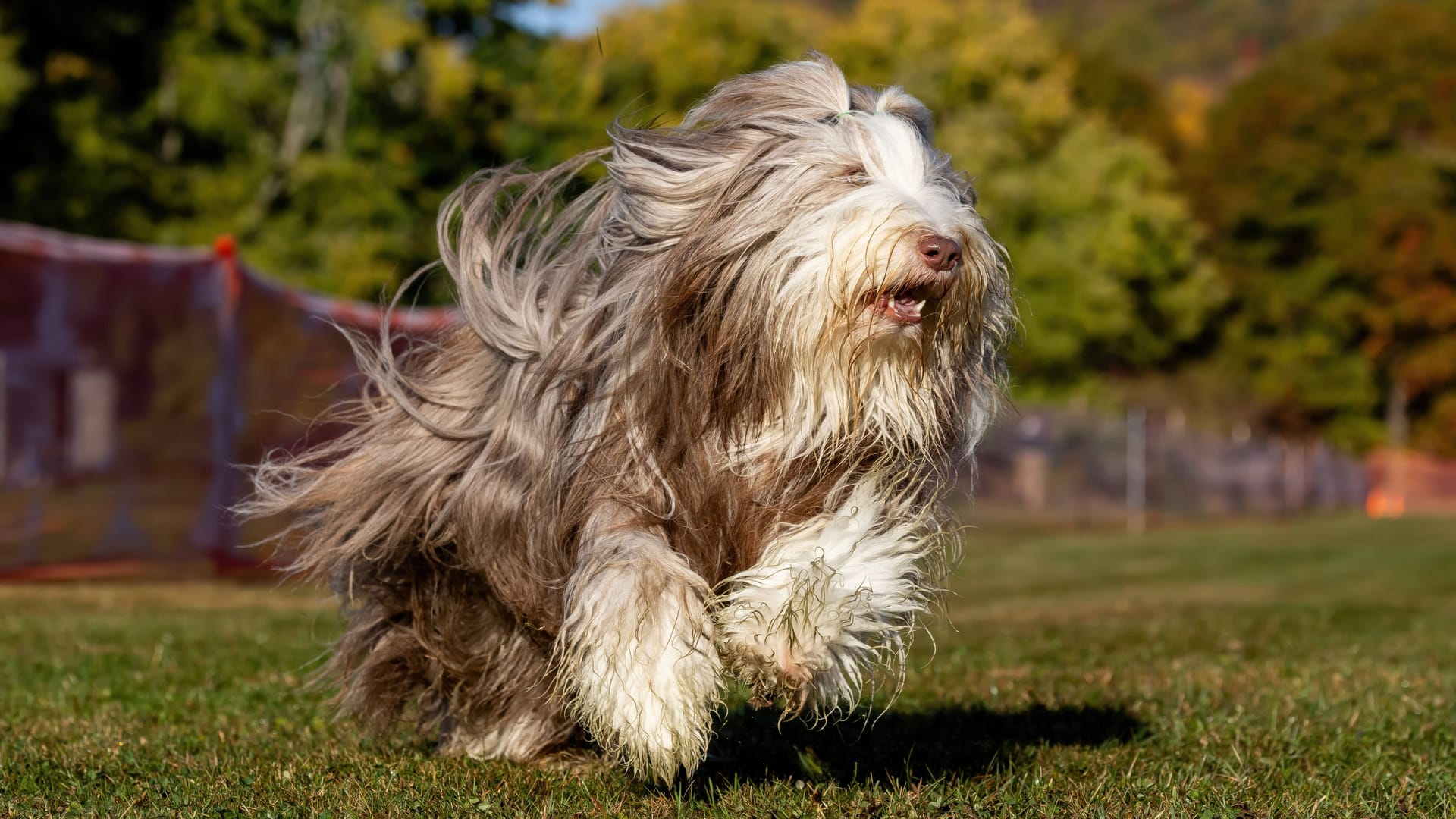 Ein Bearded Collie jagt über die Hundewiese.