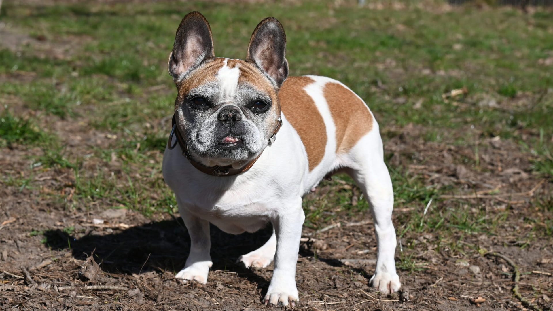 Wartet im Tierheim Hannover: Hunde-Oma Kosima wünscht sich ein ebenerdiges Zuhause.