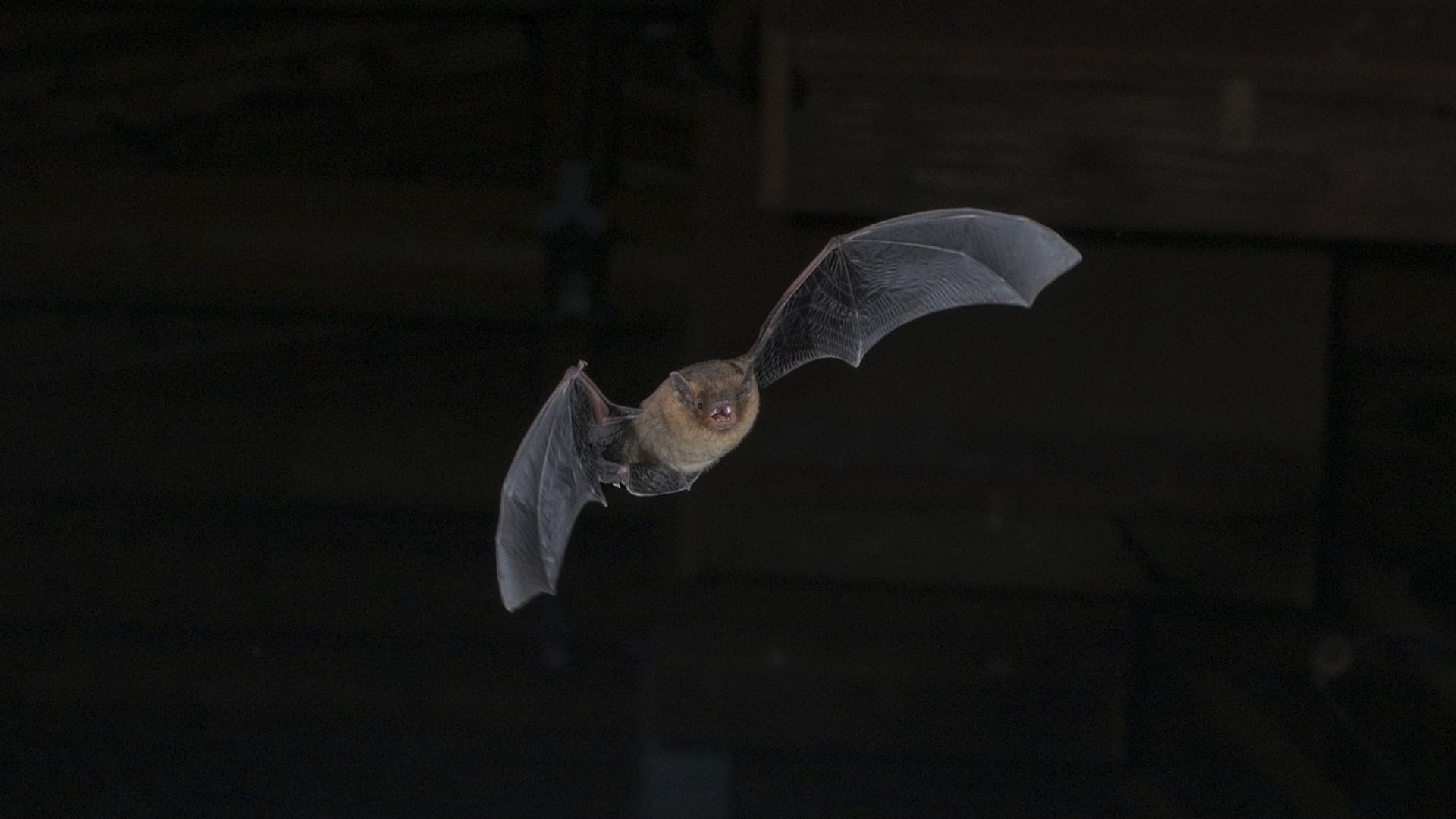 Zwergfledermaus (Pipistrellus pipistrellus)