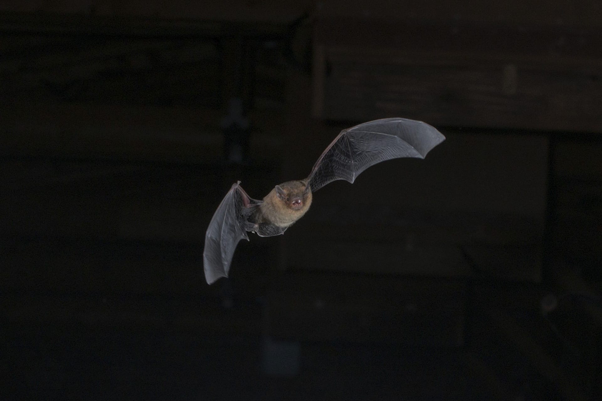 Zwergfledermaus (Pipistrellus pipistrellus)