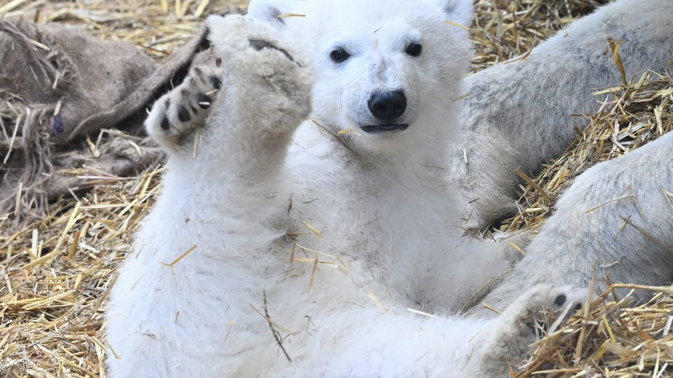 Eisbärbaby in seinem Gehege im Karlsruher Zoo: Heute soll es einen Namen bekommen.