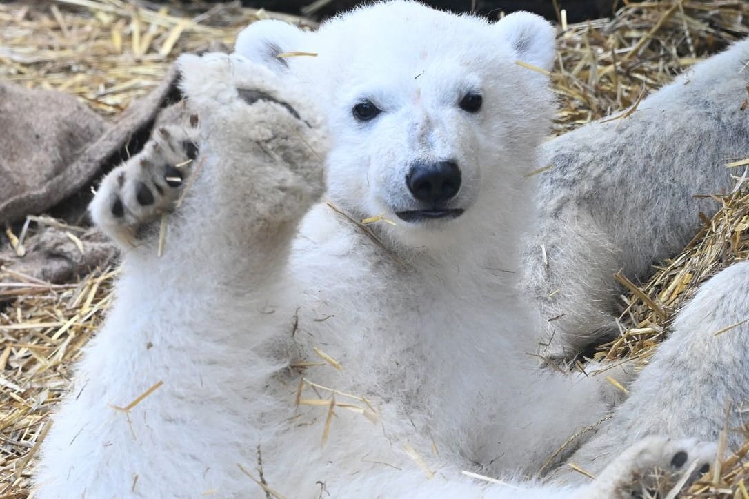 Eisbärbaby in seinem Gehege im Karlsruher Zoo: Heute soll es einen Namen bekommen.