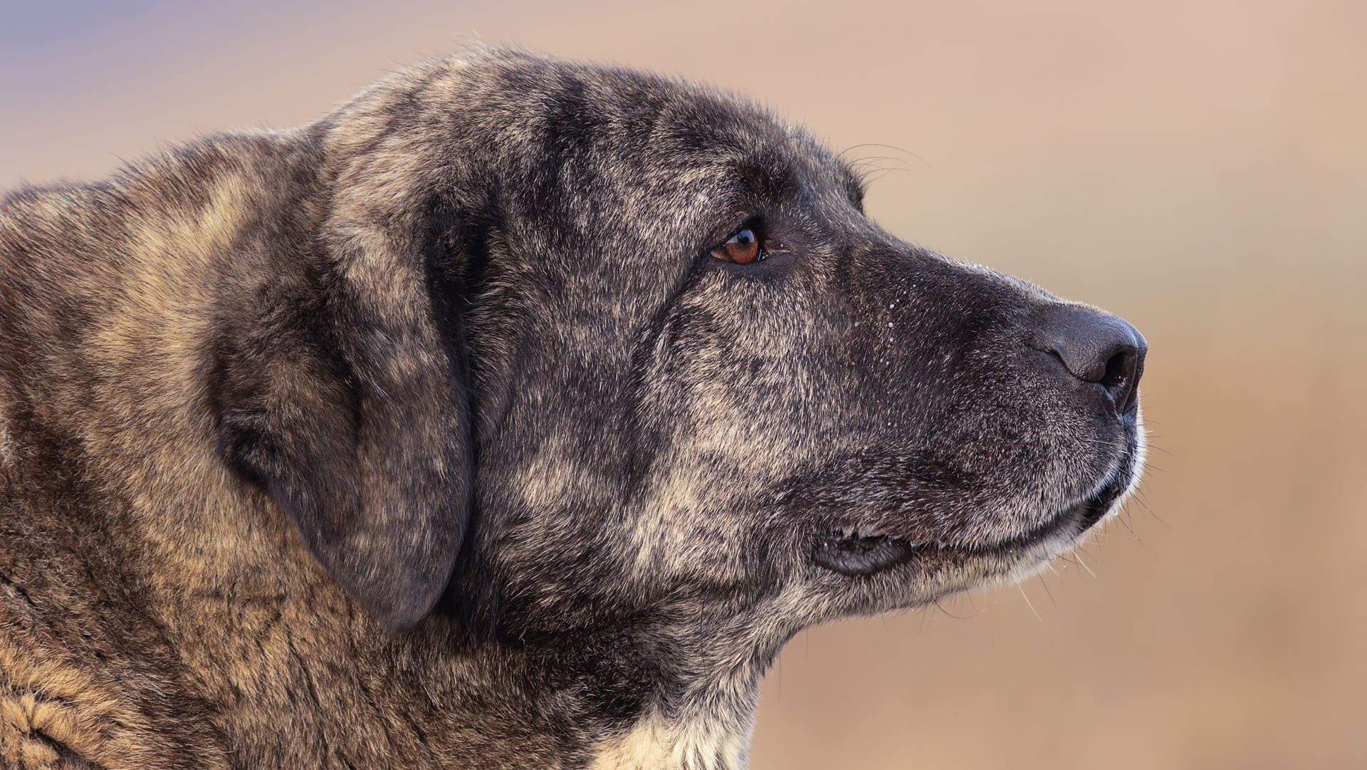 kangal dog portrait