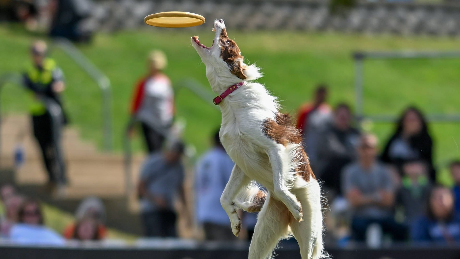 Ein Boarder Collie fängt eine Frisbee-Scheibe.