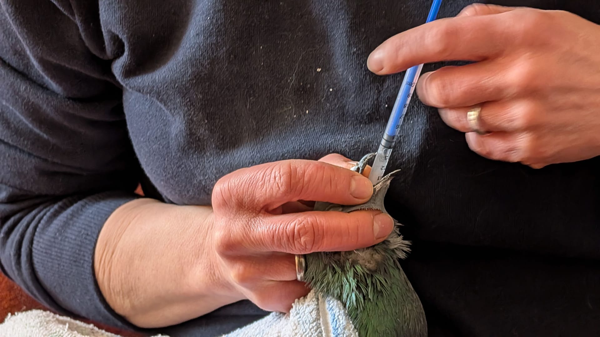 Das Jungtier Mimi leidet unter einer E.-Coli-Darmkrankheit: Paula Meier ist sich aber sicher, dass sie bald wieder zurück auf die Straße kann.