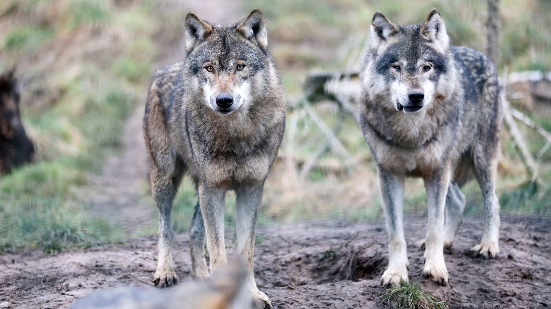 Zwei Wölfe in einem Tierpark (Symbolbild): Von Februar bis Anfang März sind Wölfe in der Paarungszeit.