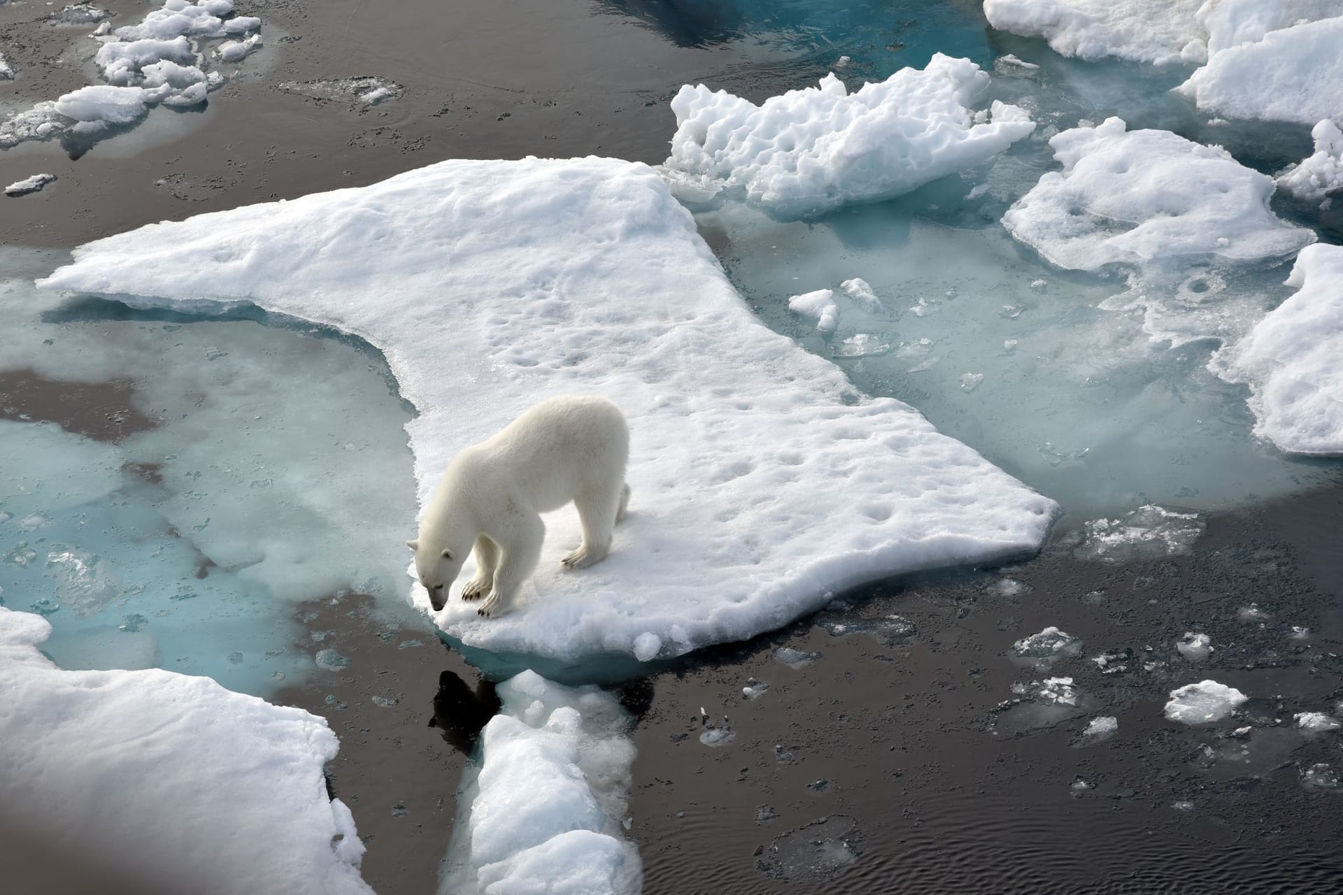 Ein Eisbär steht im Nordpolarmeer auf einer Eisscholle: So stark wie im Februar ist das Meereis seit Beginn der Aufzeichnungen nicht gesunken. (Symbolbild)