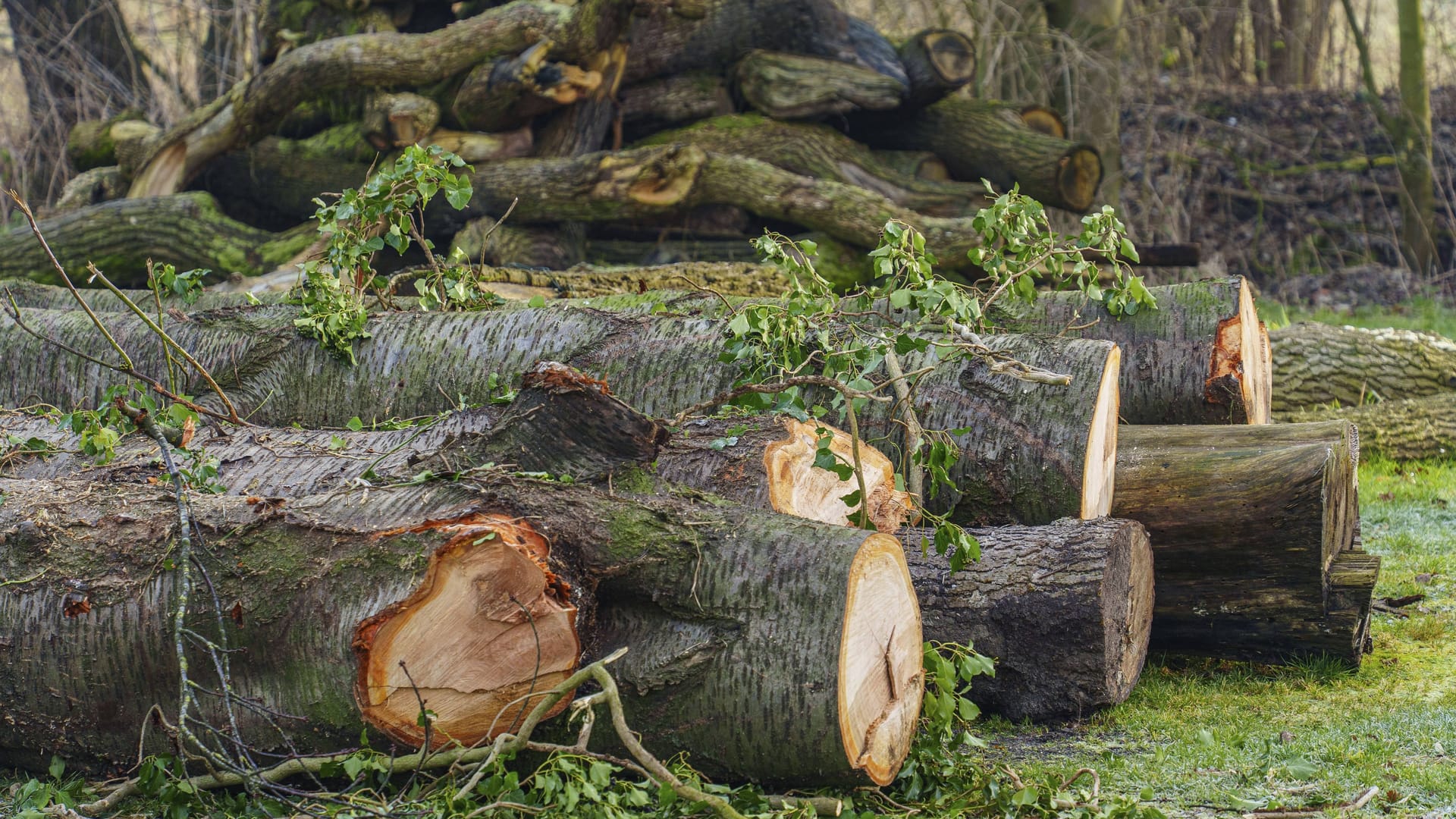 Holz liegt auf dem Boden (Archivbild): Im Bezirk Treptow-Köpenick sind mehrere Bäume gefällt worden.