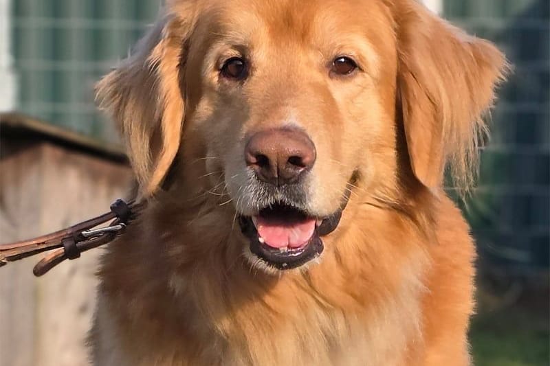Gustl ist ein Hovawart/Golden Retriever Mix und rund fünf Jahre alt.