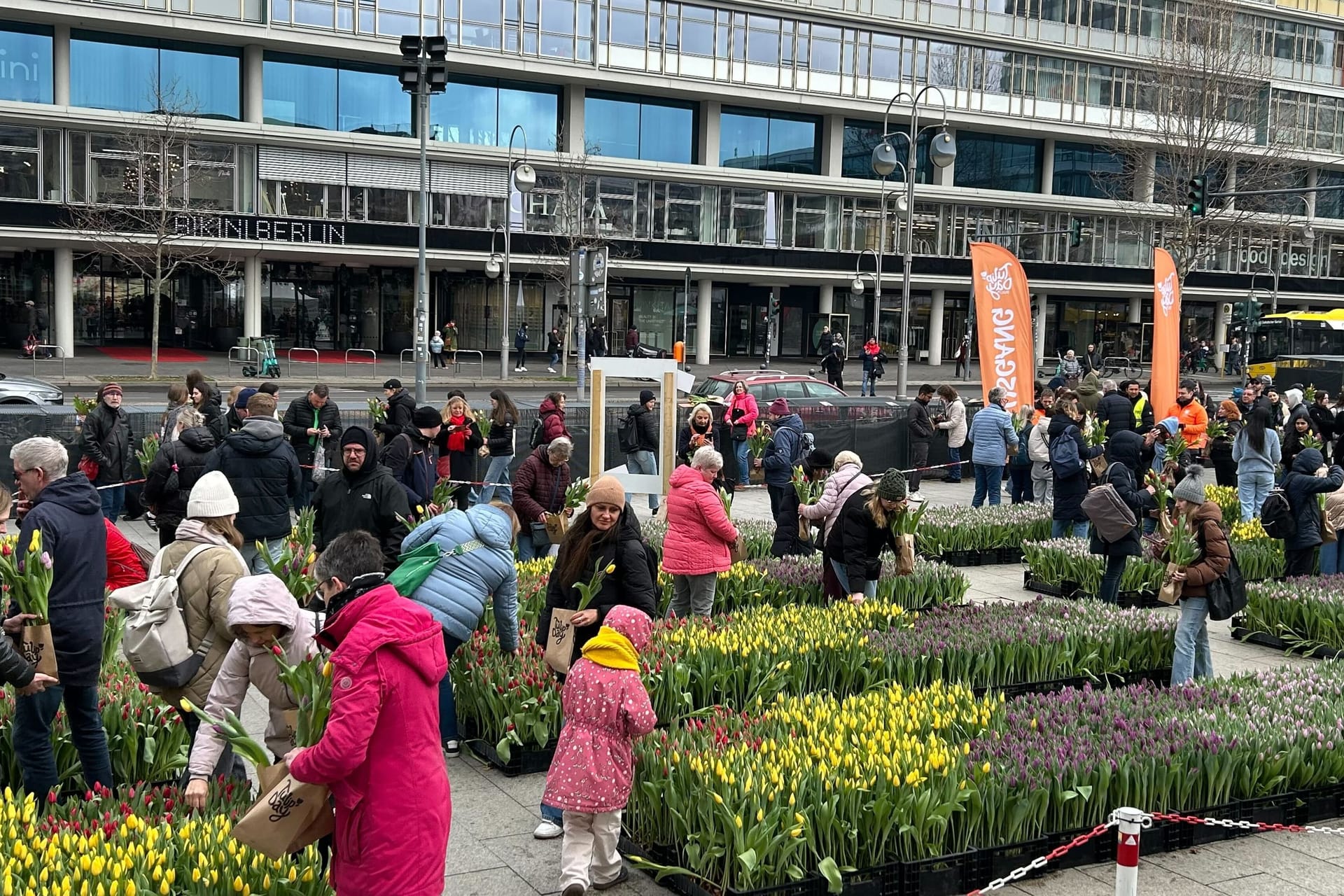 Überall Tulpen: Jeder Besucher durfte sich zehn Blumen aussuchen und mitnehmen.