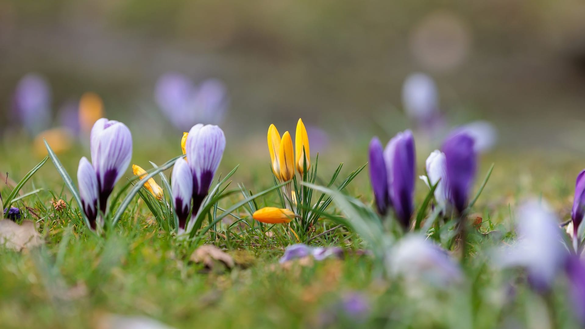 Frühling in Hessen