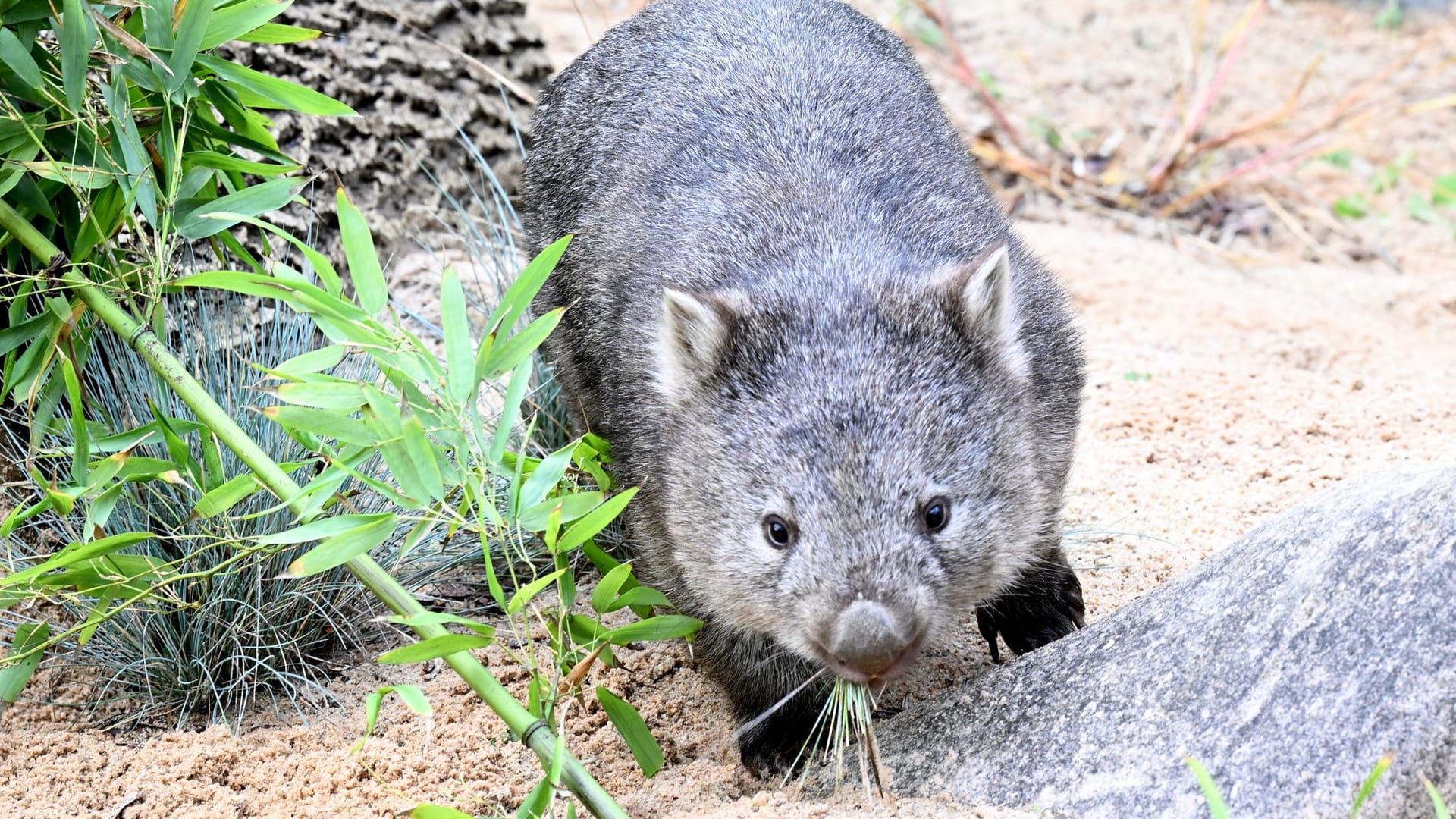 Wombat-Baby