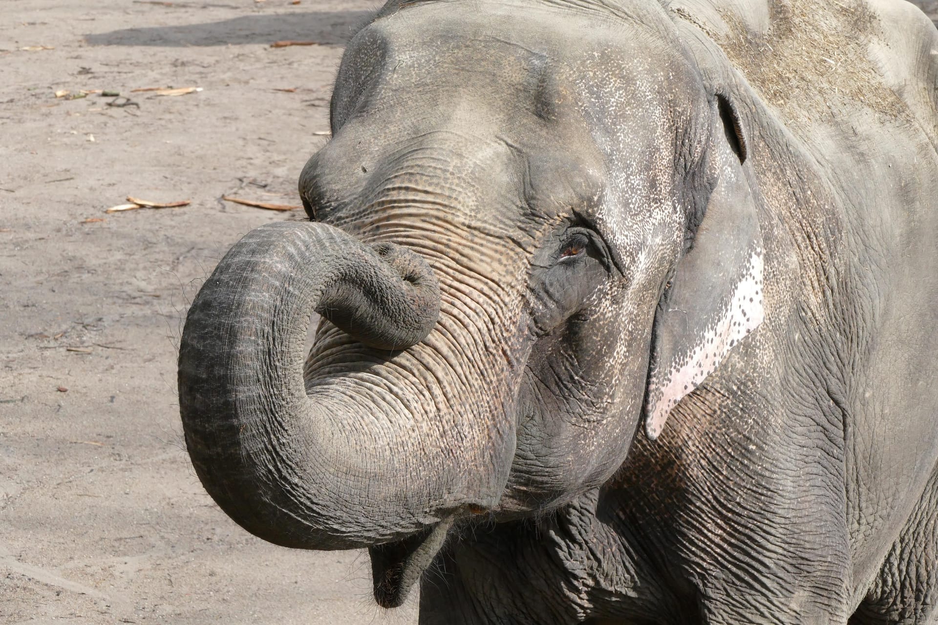 Elefantenkuh Shandra im Tierpark Hagenbeck: Das Tier hatte zuletzt immer wieder mit Schwächeanfällen zu kämpfen.