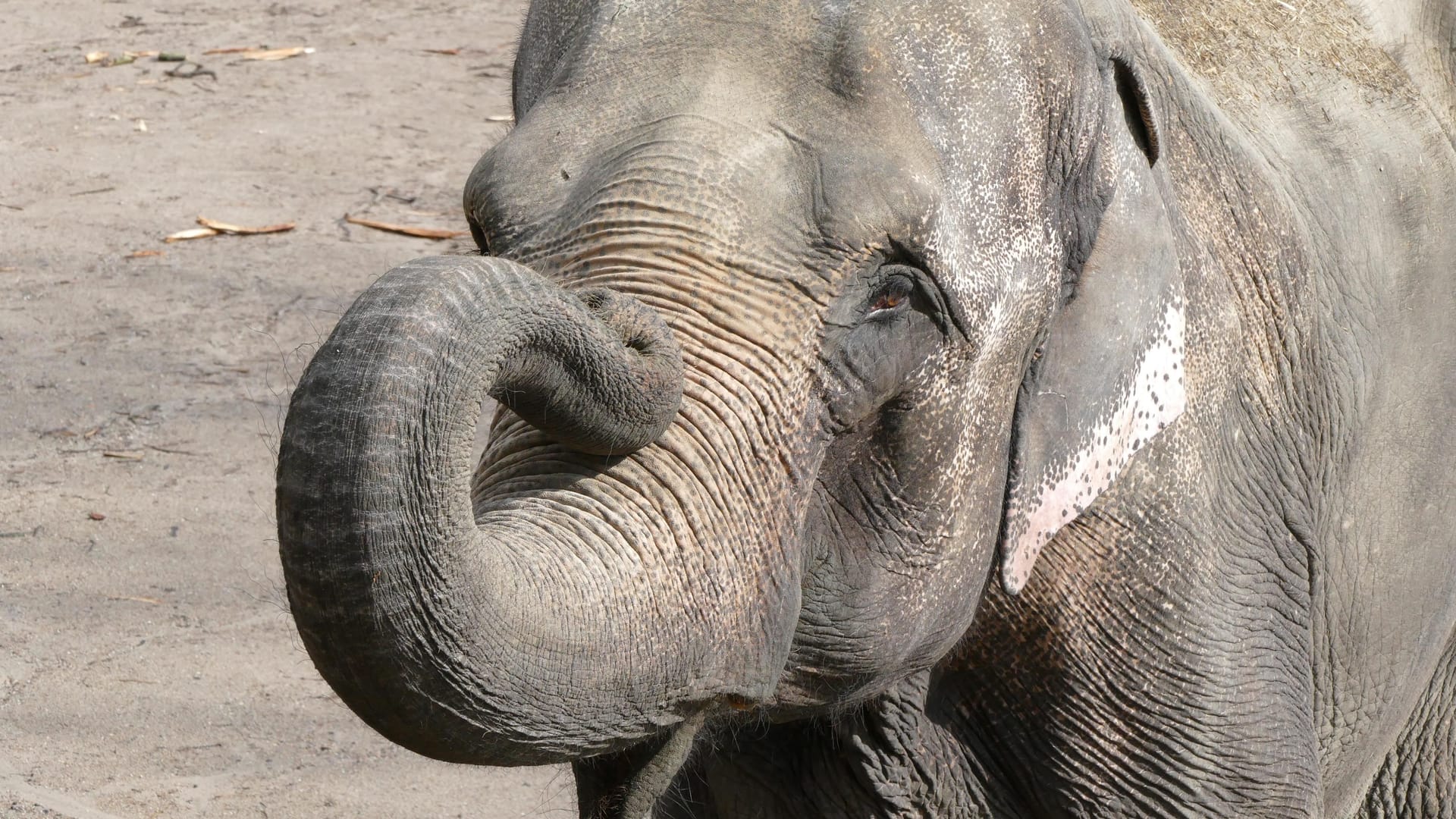 Elefantenkuh Shandra im Tierpark Hagenbeck: Das Tier hatte zuletzt immer wieder mit Schwächeanfällen zu kämpfen.