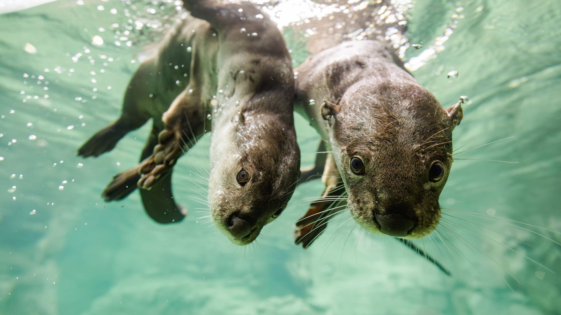 Otter-Pärchen Ravi und Diyala: Das Weibchen ist am Samstag überraschen gestorben.