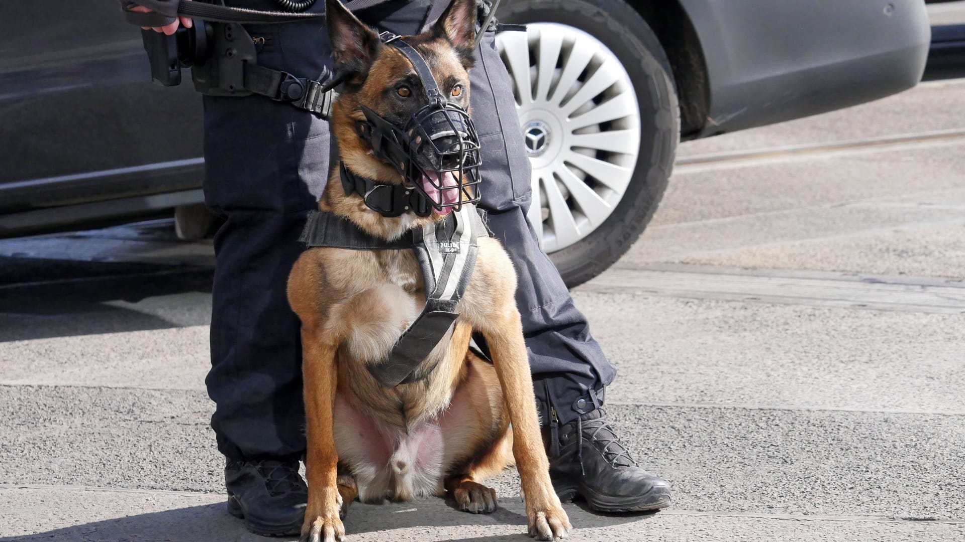 Ein Deutscher Schäferhund im Einsatz bei der Berliner Polizei.