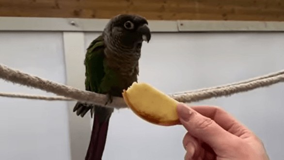 Sittich Ezekiel sitzt auf einer Kordel: Der kleine Vogel sucht ein schönes neues Zuhause, stellt allerdings einige Ansprüche.