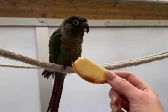 Sittich Ezekiel sitzt auf einer Kordel: Der kleine Vogel sucht ein schönes neues Zuhause, stellt allerdings einige Ansprüche.