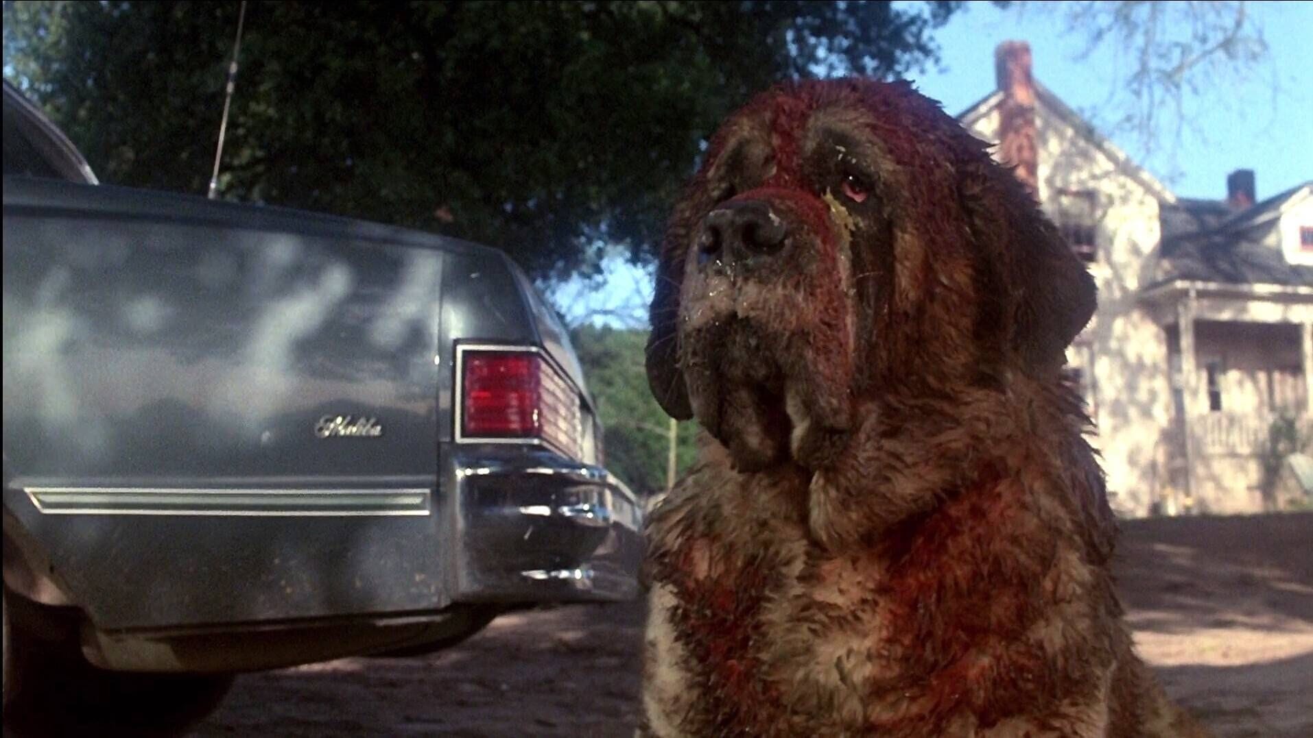 "Cujo": Der Horrorfilm kam 1983 in die Kinos.